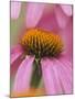 Close-up of Coneflower-Adam Jones-Mounted Photographic Print