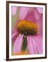 Close-up of Coneflower-Adam Jones-Framed Photographic Print