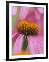 Close-up of Coneflower-Adam Jones-Framed Photographic Print