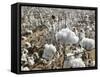 Close-up of Cotton Plants in a Field, Wellington, Texas, USA-null-Framed Stretched Canvas