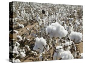 Close-up of Cotton Plants in a Field, Wellington, Texas, USA-null-Stretched Canvas
