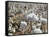 Close-up of Cotton Plants in a Field, Wellington, Texas, USA-null-Framed Stretched Canvas