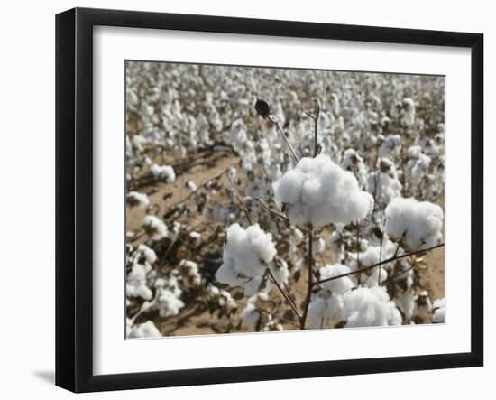 Close-up of Cotton Plants in a Field, Wellington, Texas, USA-null-Framed Photographic Print