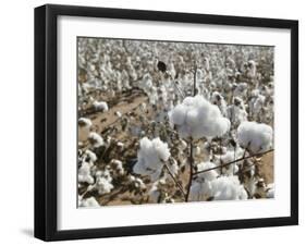 Close-up of Cotton Plants in a Field, Wellington, Texas, USA-null-Framed Photographic Print