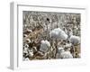 Close-up of Cotton Plants in a Field, Wellington, Texas, USA-null-Framed Photographic Print