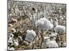 Close-up of Cotton Plants in a Field, Wellington, Texas, USA-null-Mounted Photographic Print