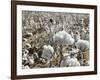 Close-up of Cotton Plants in a Field, Wellington, Texas, USA-null-Framed Photographic Print