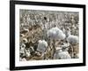 Close-up of Cotton Plants in a Field, Wellington, Texas, USA-null-Framed Photographic Print