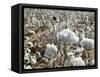 Close-up of Cotton Plants in a Field, Wellington, Texas, USA-null-Framed Stretched Canvas