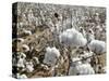 Close-up of Cotton Plants in a Field, Wellington, Texas, USA-null-Stretched Canvas