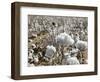 Close-up of Cotton Plants in a Field, Wellington, Texas, USA-null-Framed Photographic Print