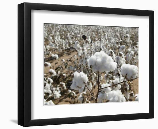 Close-up of Cotton Plants in a Field, Wellington, Texas, USA-null-Framed Photographic Print