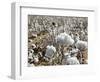 Close-up of Cotton Plants in a Field, Wellington, Texas, USA-null-Framed Photographic Print