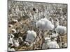 Close-up of Cotton Plants in a Field, Wellington, Texas, USA-null-Mounted Photographic Print