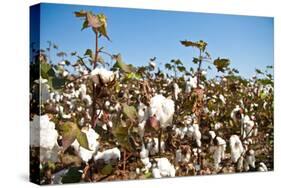 Close up of Cotton Plants-Lamarinx-Stretched Canvas