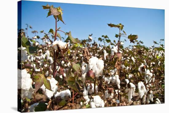 Close up of Cotton Plants-Lamarinx-Stretched Canvas