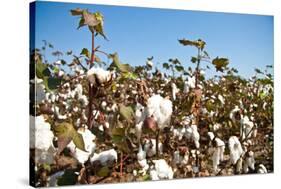 Close up of Cotton Plants-Lamarinx-Stretched Canvas