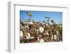 Close up of Cotton Plants-Lamarinx-Framed Photographic Print