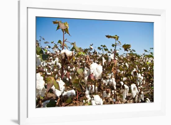 Close up of Cotton Plants-Lamarinx-Framed Photographic Print