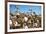 Close up of Cotton Plants-Lamarinx-Framed Photographic Print