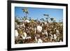 Close up of Cotton Plants-Lamarinx-Framed Photographic Print