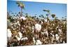 Close up of Cotton Plants-Lamarinx-Mounted Photographic Print