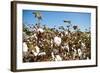 Close up of Cotton Plants-Lamarinx-Framed Photographic Print