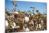 Close up of Cotton Plants-Lamarinx-Mounted Photographic Print