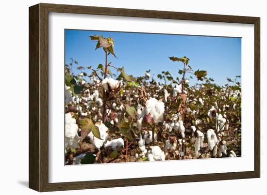 Close up of Cotton Plants-Lamarinx-Framed Photographic Print