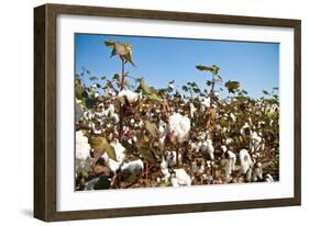 Close up of Cotton Plants-Lamarinx-Framed Photographic Print