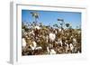 Close up of Cotton Plants-Lamarinx-Framed Photographic Print