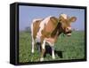 Close-up of Cow Mooing in a Field-Lynn M^ Stone-Framed Stretched Canvas