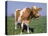 Close-up of Cow Mooing in a Field-Lynn M^ Stone-Stretched Canvas