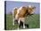 Close-up of Cow Mooing in a Field-Lynn M^ Stone-Stretched Canvas