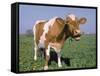 Close-up of Cow Mooing in a Field-Lynn M^ Stone-Framed Stretched Canvas