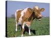 Close-up of Cow Mooing in a Field-Lynn M^ Stone-Stretched Canvas