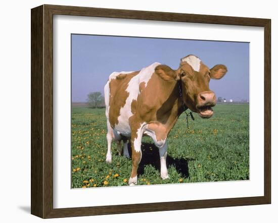 Close-up of Cow Mooing in a Field-Lynn M^ Stone-Framed Photographic Print
