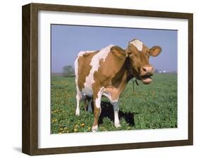 Close-up of Cow Mooing in a Field-Lynn M^ Stone-Framed Photographic Print