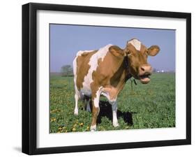 Close-up of Cow Mooing in a Field-Lynn M^ Stone-Framed Photographic Print