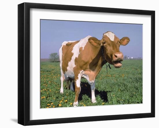 Close-up of Cow Mooing in a Field-Lynn M^ Stone-Framed Photographic Print