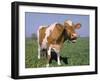 Close-up of Cow Mooing in a Field-Lynn M^ Stone-Framed Photographic Print