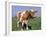 Close-up of Cow Mooing in a Field-Lynn M^ Stone-Framed Photographic Print