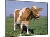 Close-up of Cow Mooing in a Field-Lynn M^ Stone-Mounted Photographic Print