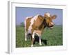 Close-up of Cow Mooing in a Field-Lynn M^ Stone-Framed Photographic Print