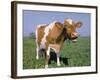 Close-up of Cow Mooing in a Field-Lynn M^ Stone-Framed Photographic Print