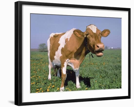 Close-up of Cow Mooing in a Field-Lynn M^ Stone-Framed Photographic Print