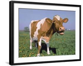 Close-up of Cow Mooing in a Field-Lynn M^ Stone-Framed Photographic Print