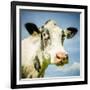 Close Up of Cow's Face-Mark Gemmell-Framed Photographic Print