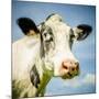 Close Up of Cow's Face-Mark Gemmell-Mounted Photographic Print