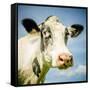 Close Up of Cow's Face-Mark Gemmell-Framed Stretched Canvas